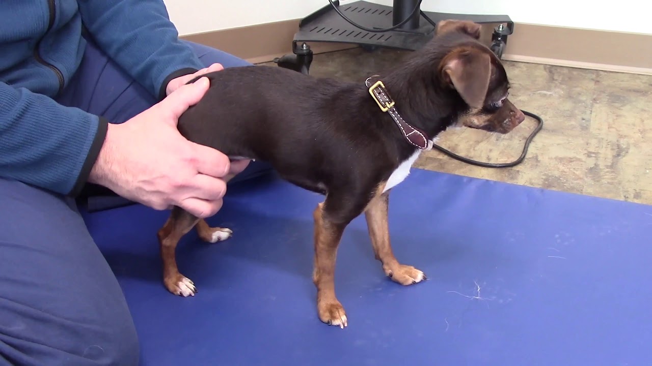 The Benefits of Pet Rehabilitation