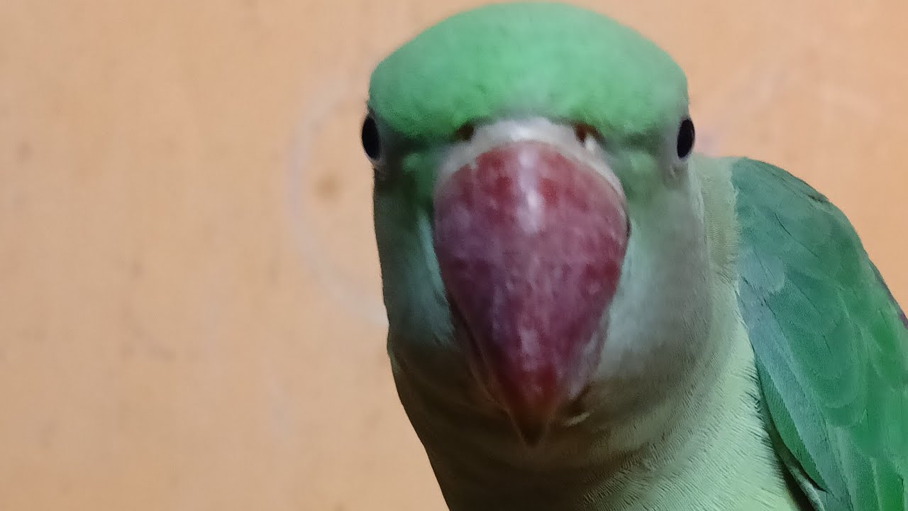 Dimpal Yadav 10.M views  is live ringneck parrot live stream ❤️🦜🦜🦜🫶🌿🦜