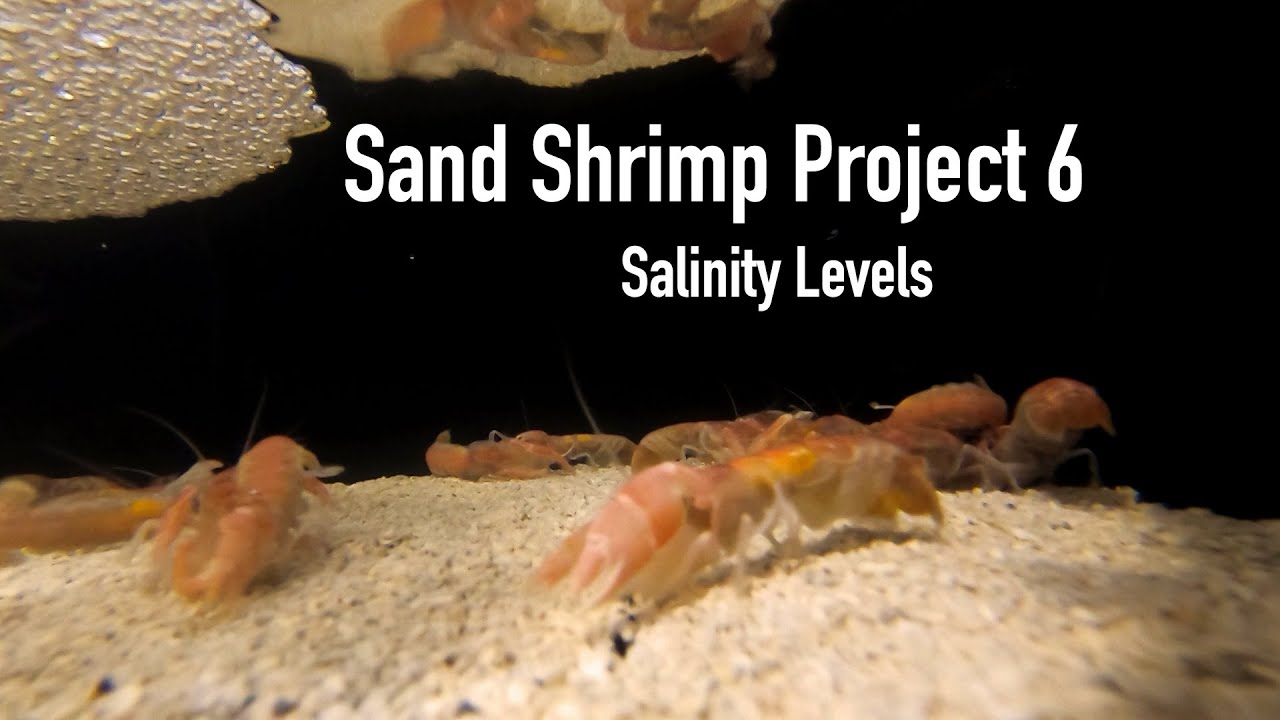 Sand Shrimp Project 6 (Salinity Level)
