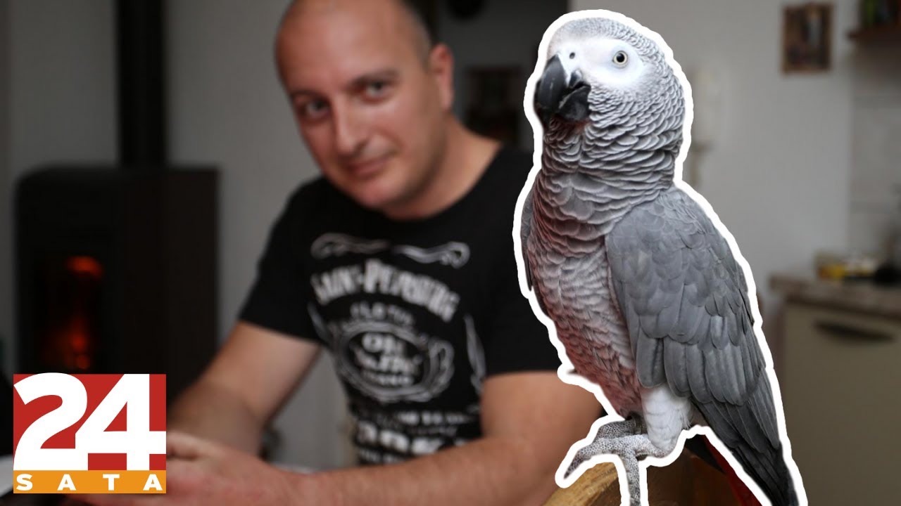 Papiga Hugo se boji virusa: 'Nosi masku, korona je!'