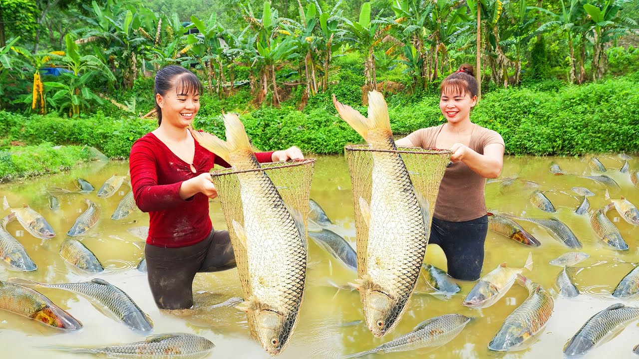 Harvesting A Lot Of Big Fish Goes To The Market Sell - Take Care Vegetable