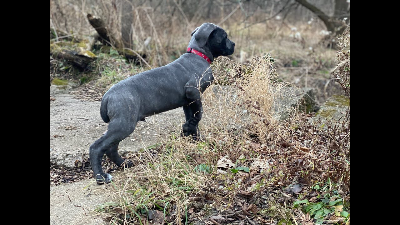 8 Week Old Puppy Cane Corso First Days of Training