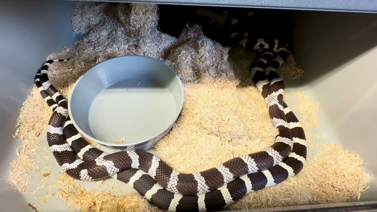My First Time Breeding Kingsnakes:  Nerve Wracking...
