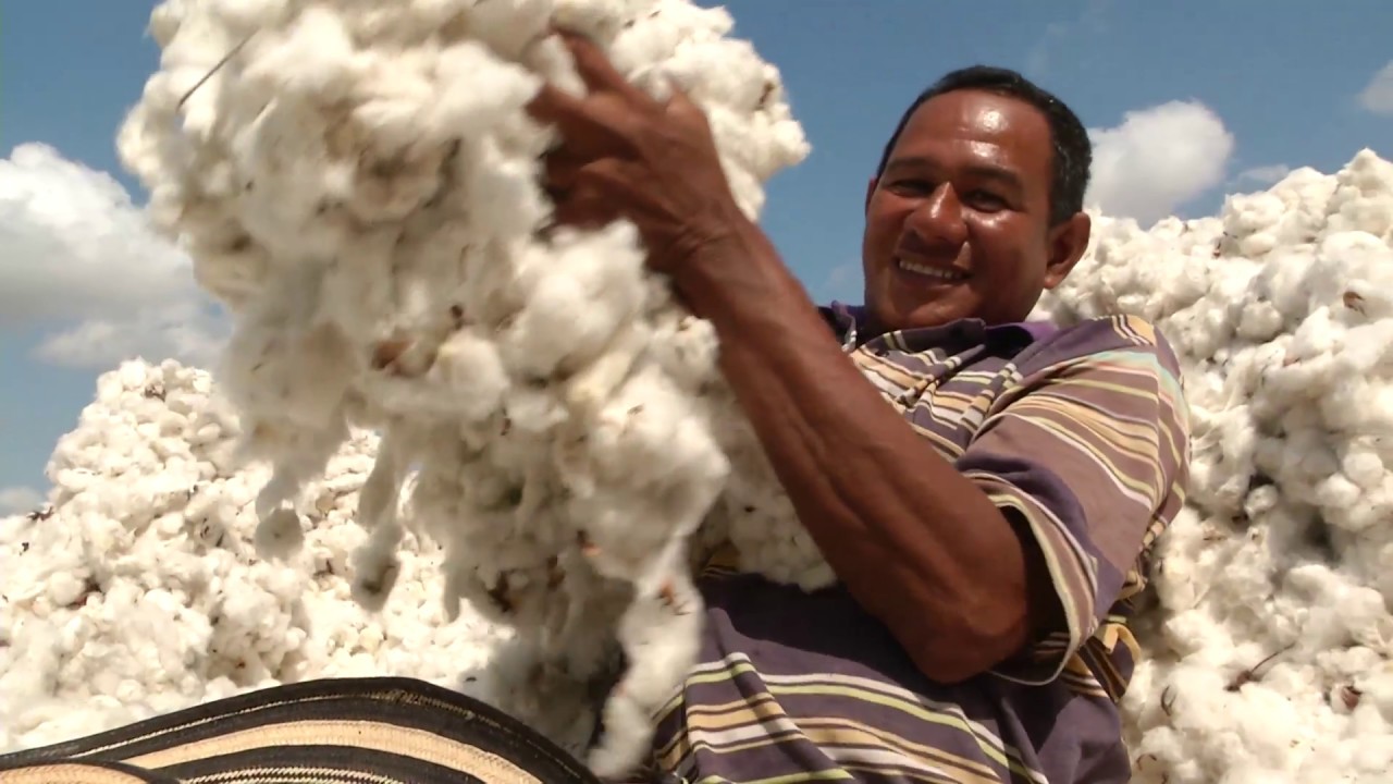 Agricultura al Día /  Conozca cómo es un cultivo de algodón