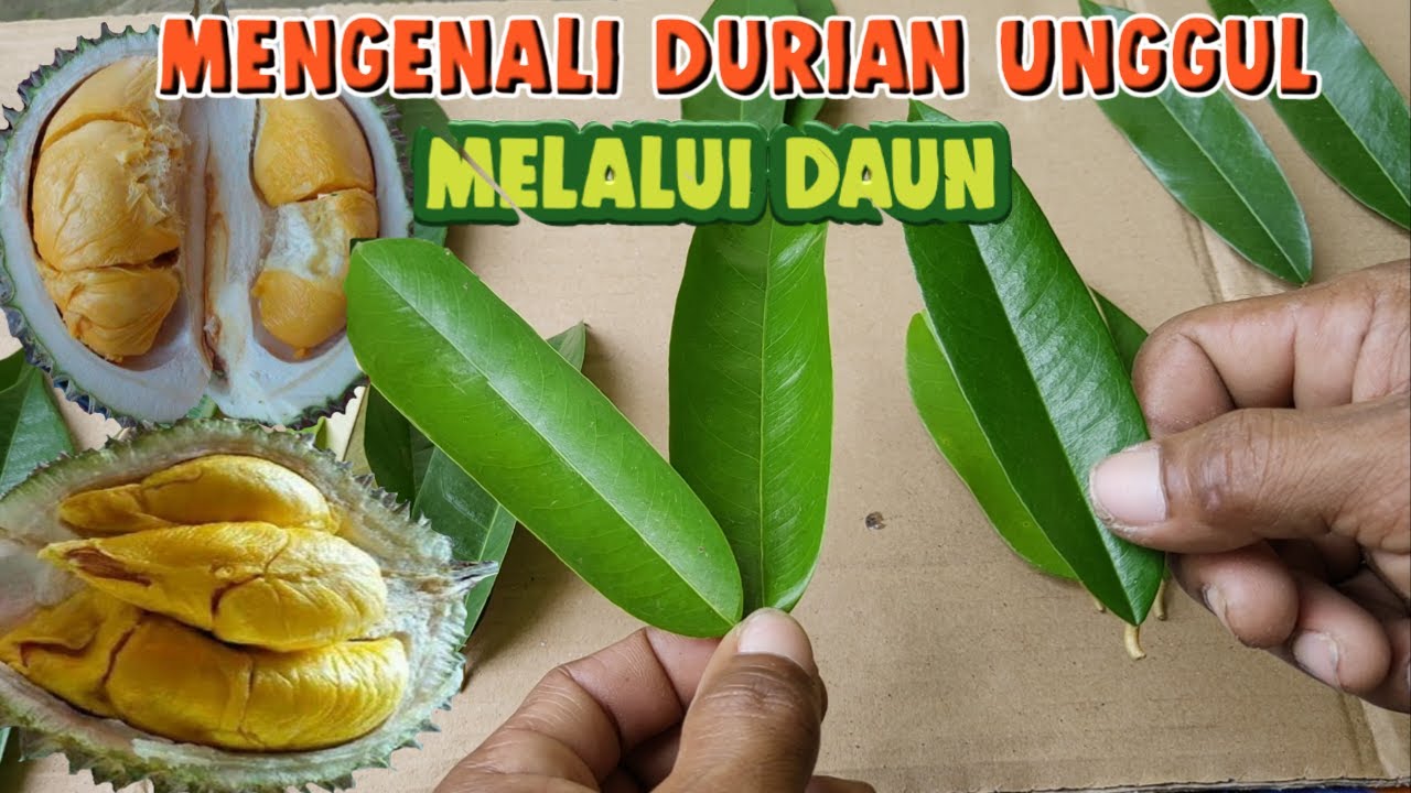 Cara Membedakan 9 Jenis Durian Unggul Dari Daun