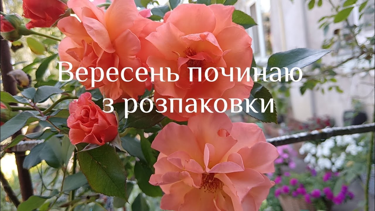 Розпаковка від Ілони 🥰. Трохи про злаки і котячі непереливки. 