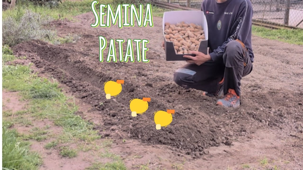 Semina PATATE 🥔 e i trucchi per avere una bella produzione