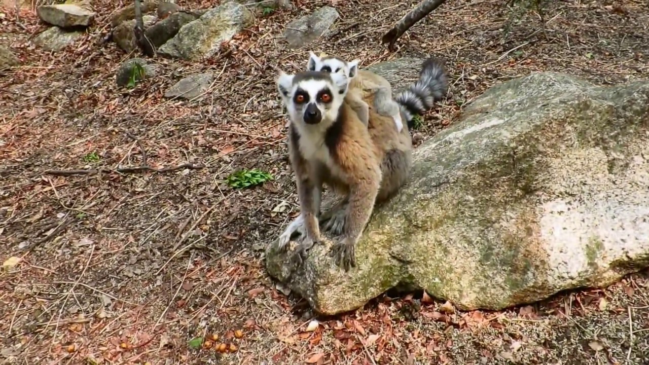Ring-Tailed Lemurs in the Anja Community Reserve