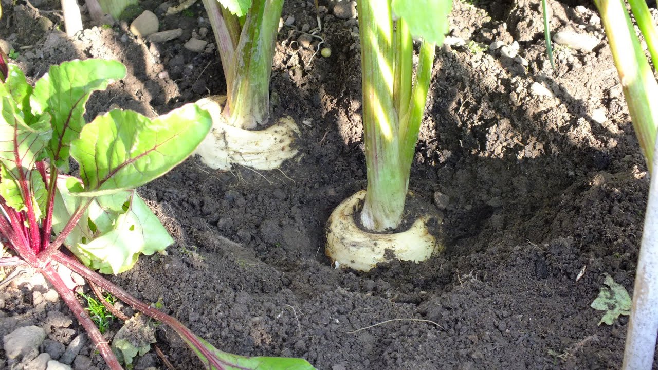 Grow Parsnips. September raised bed vegetables update. Excavating big parsnips.