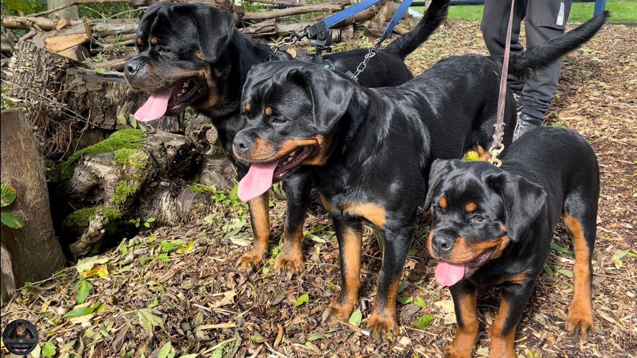 Morning Routine With Our Rottweilers - Part 2