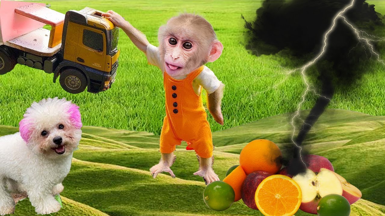 When Obi monkey misunderstands Amee as the garden destroyer