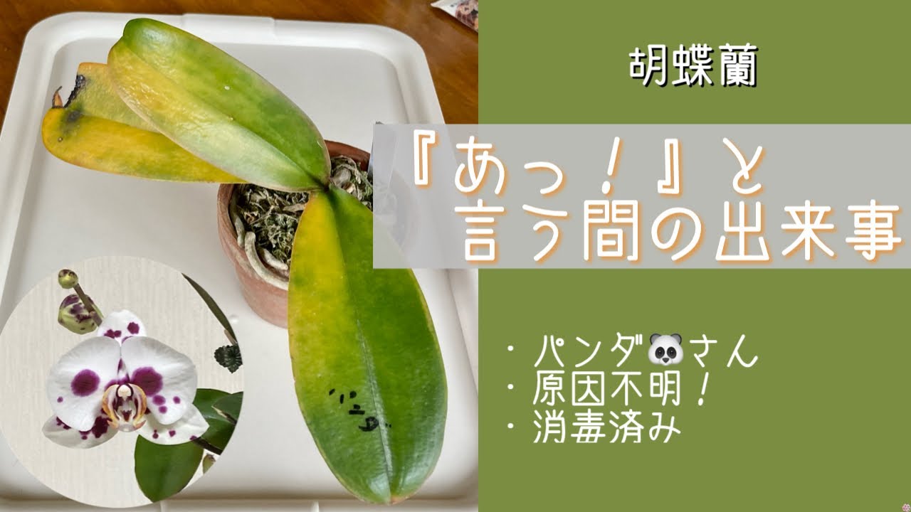 2023年4月30日　胡蝶蘭パンダ🐼さん　突然葉が黄色くなってる　すんごい速さで！　えっ😳全部？　なんでやねん〜　訳わからんわ😢