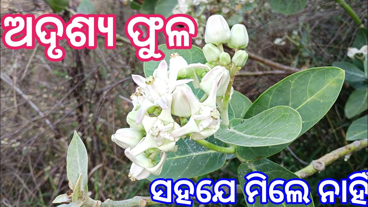 Odia Tech Vigyan Maha Shivaratri Tantra Mantra #odia #tecbigyan #astrology #vashikaran