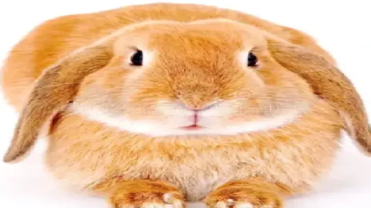 RATYI ROBLOX JÁTÉKOK | 2.évad 18.rész