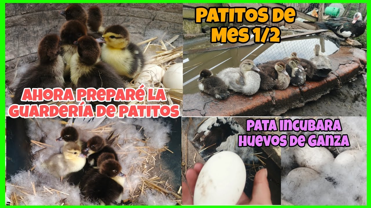 Inicia la temporada DE NACIMIENTO DE PATITOS...UNA PATA incubara huevos de GANZA