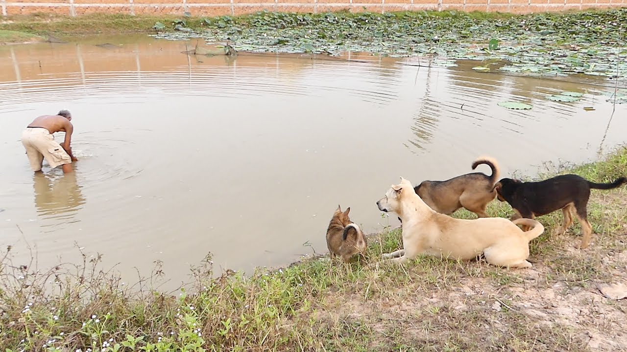 Our dogs want to swim with other dog || # 543 Nature Show