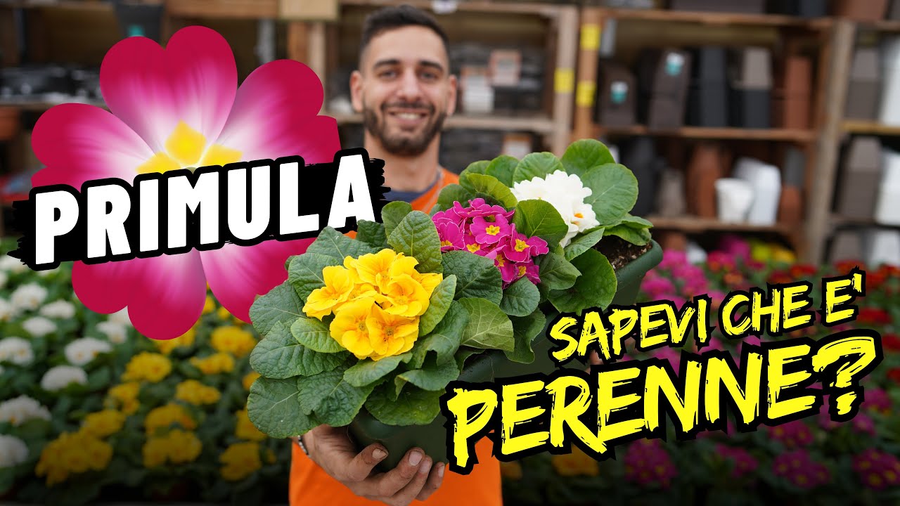 Primula: Sapevi che è una Pianta Perenne? Scopri Come si Cura e Come Farla Durare!