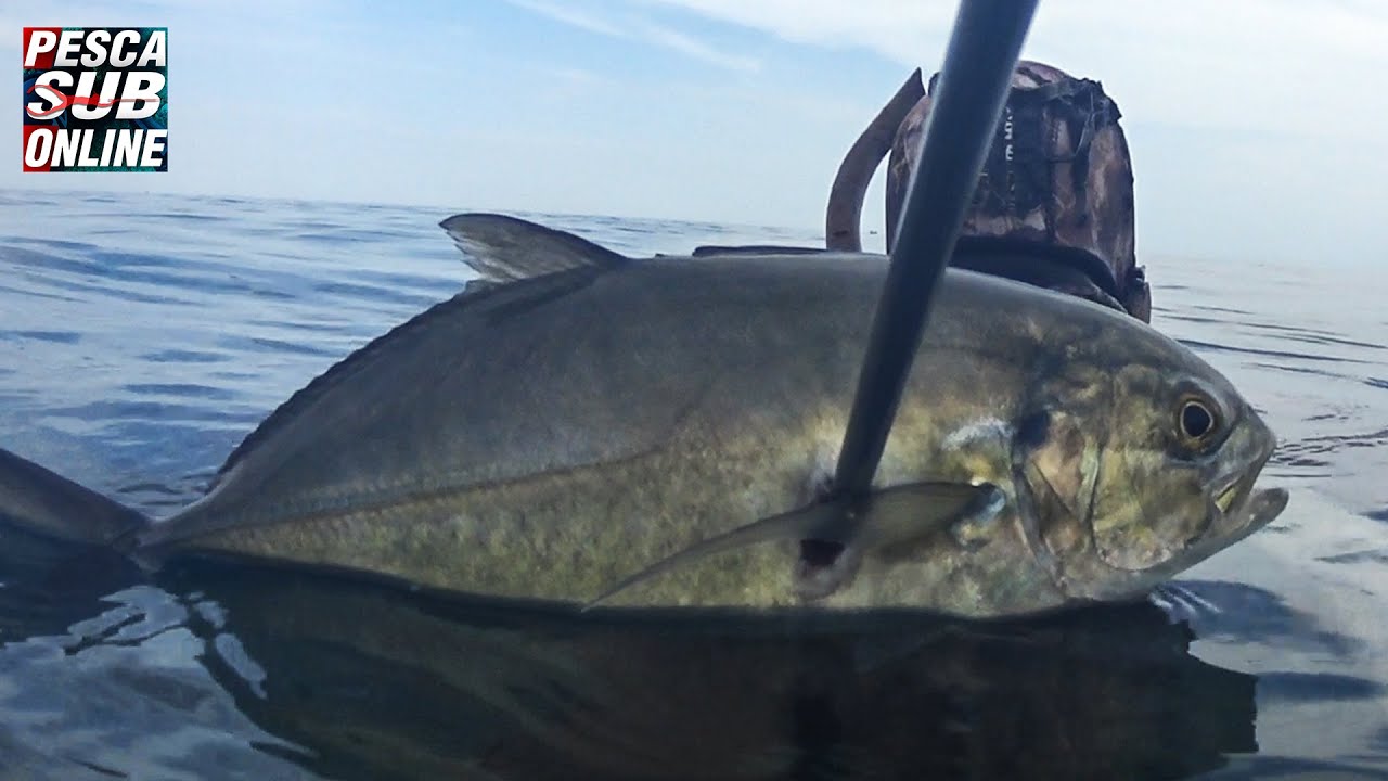 PESCASUB : Sardegna pesca apnea in 3 metri - Pesca subacquea in acqua bassa - Spearfishing 2020