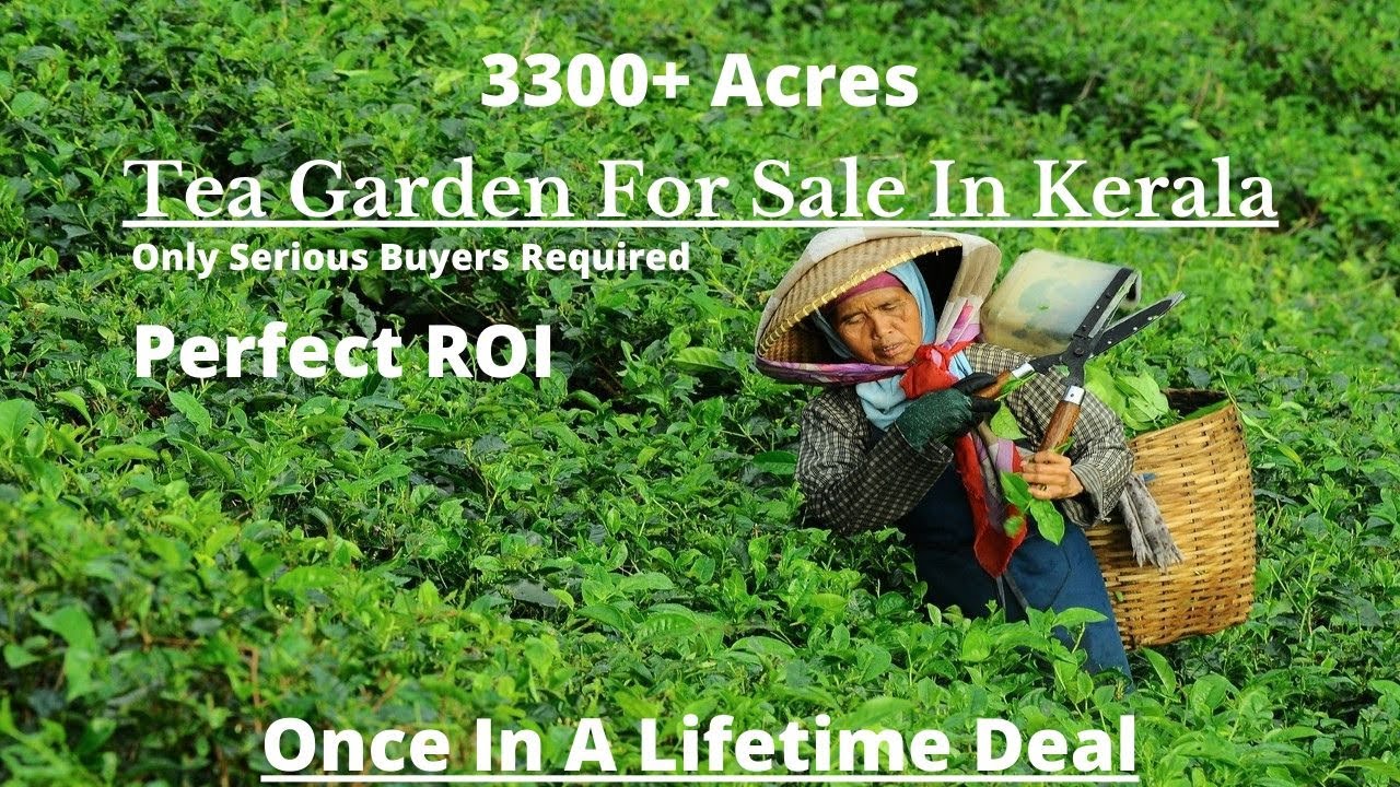 Tea Garden For Sale In Kerala | Tea Estate For Sale In Wayanad