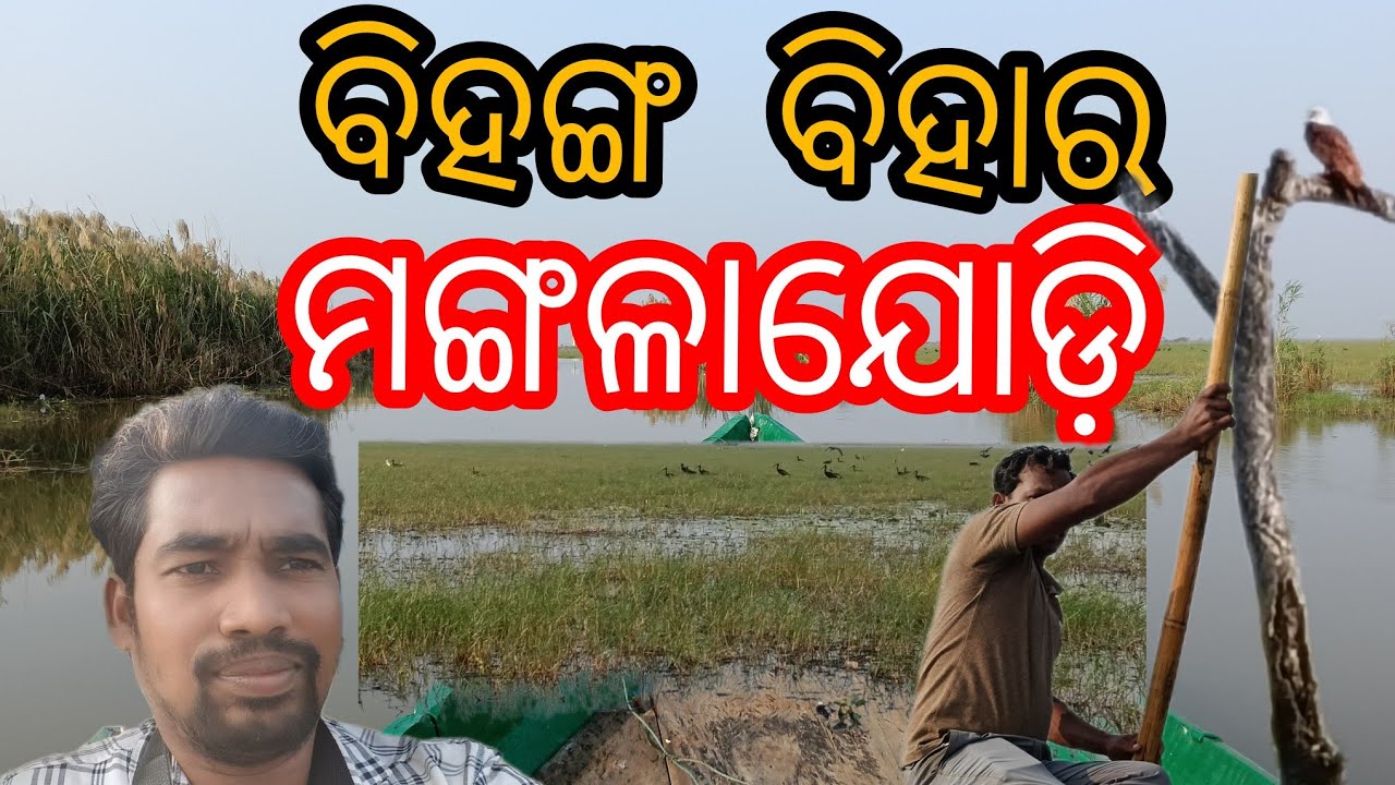 Mangalajodi Bird sanctuary ll Mangalajodi Wetland ll ମଙ୍ଗଳାଯୋଡ଼ି ll ପକ୍ଷୀ ବିହାର ll ଖୋର୍ଦ୍ଧା ll