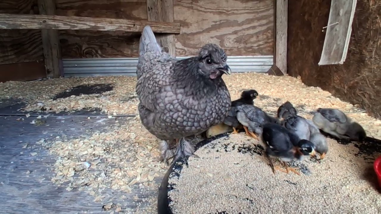 ?COMO  ENCUBAR HUEVOS?