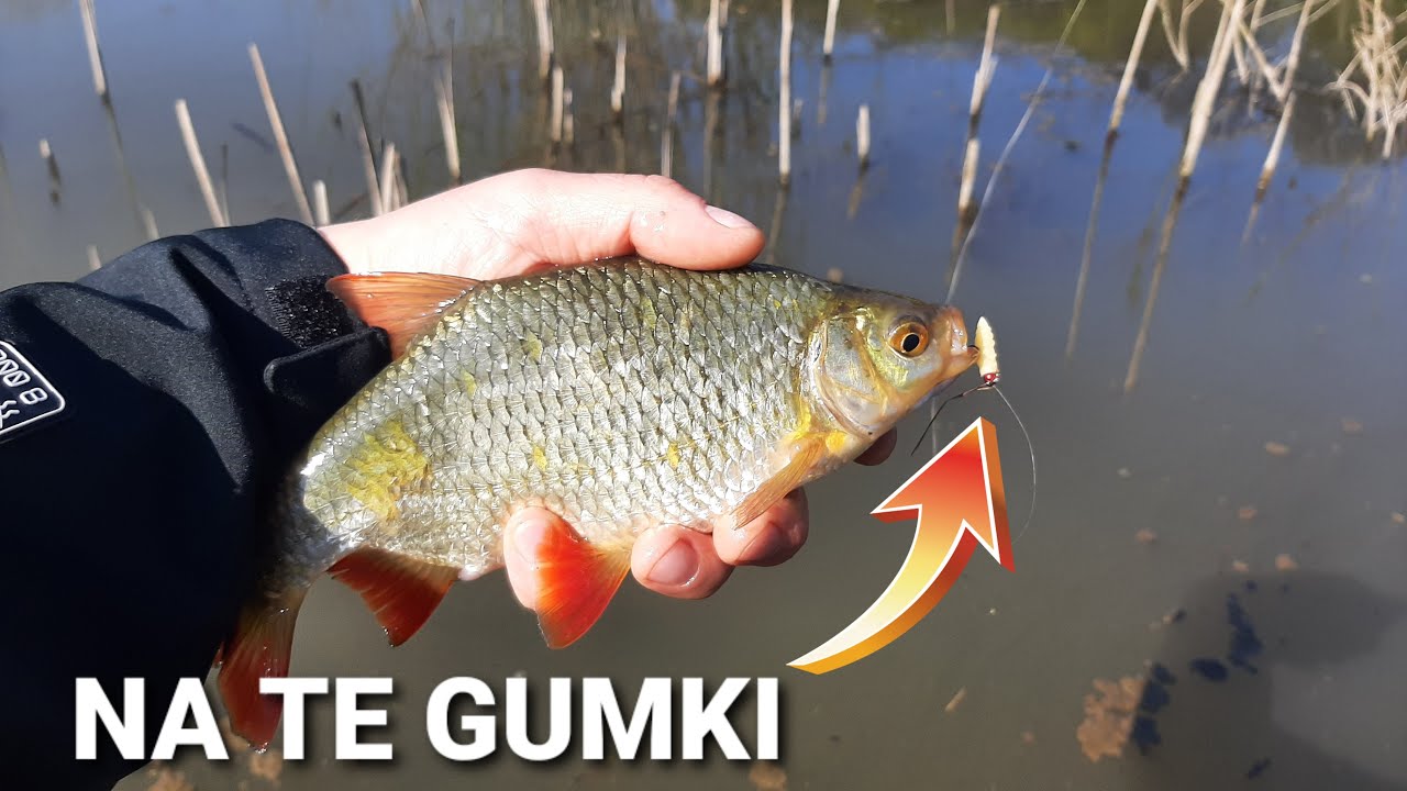 Wzdręgi na mikro gumy | Białoryb na spining - WĘDKARSTWO 2022
