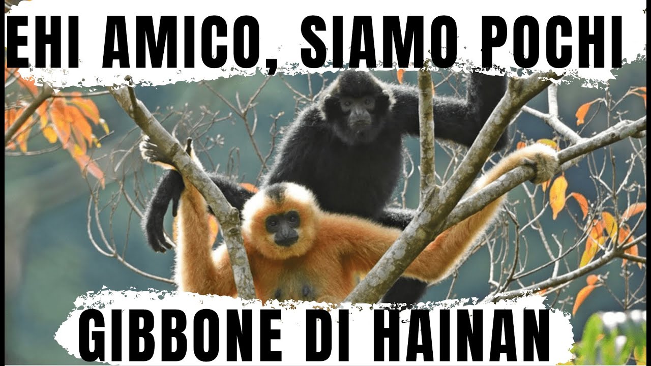 IL PRIMATE PIU' RARO AL MONDO: IL GIBBONE DI HAINAN 🙉