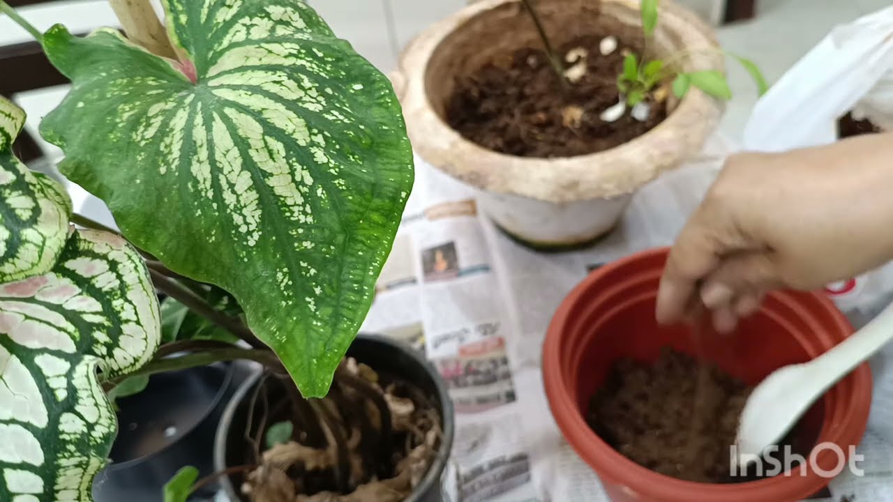 Caladium మొక్కలు తీ సుకోవలసిన జాగ్రత్తలు# caladium plant care and tips