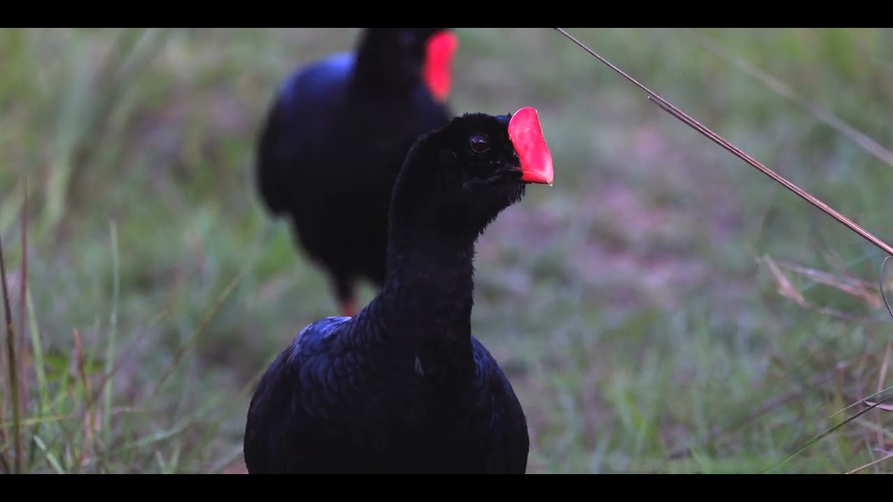 Birds of Bolivia, Aves de Bolivia