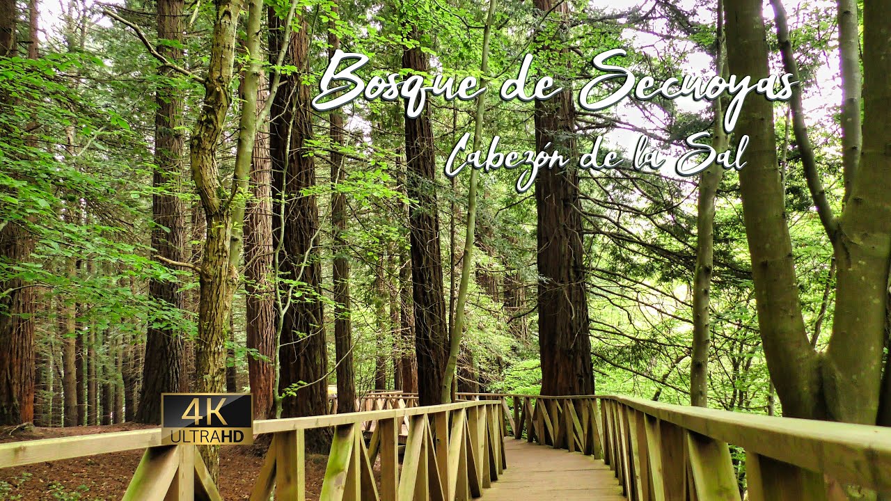 Bosque de Secuoyas, Cabezón de la Sal (Cantabria)