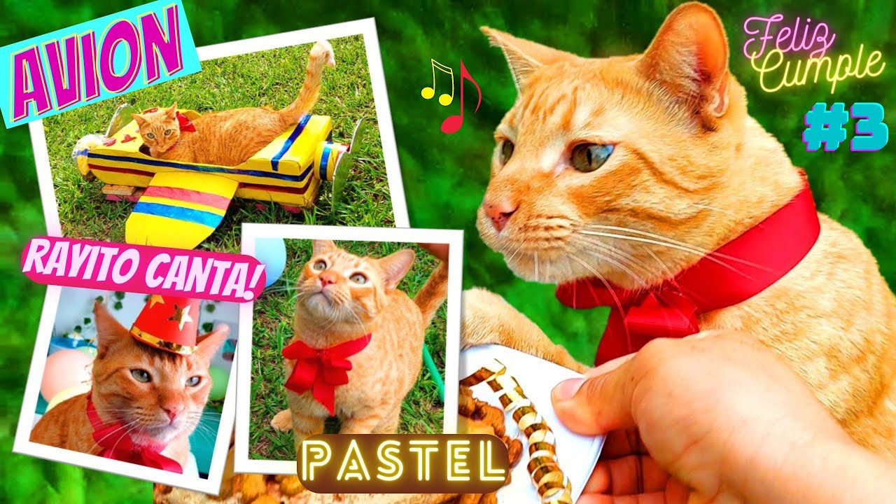 🎈FIESTA de CUMPLEAÑOS de Rayito #3  🛩️ Le hago un AVION! Cancion del Gorro Gatos DivertiCats