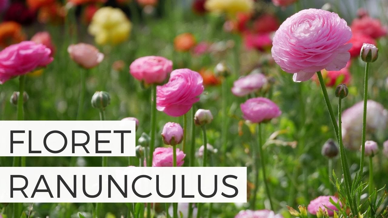 Floret Ranunculus + Many More! Complete Ranunculus Garden Tour