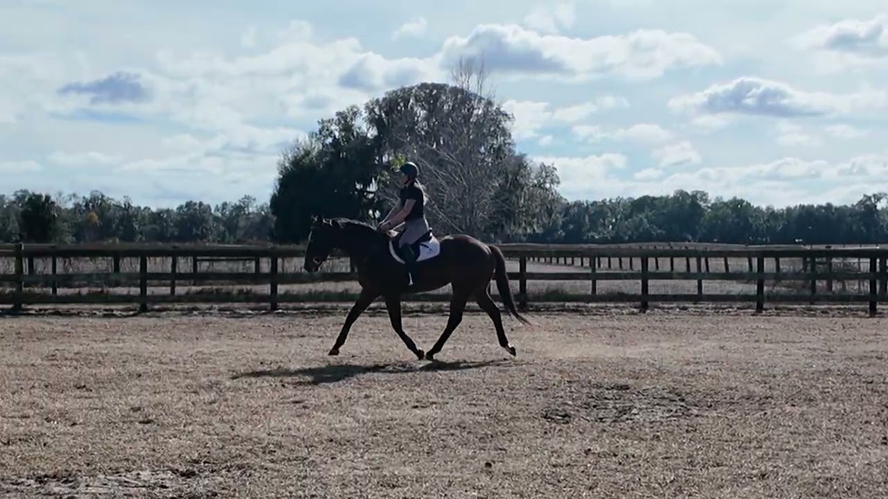 Bogart WTC New Video - Adoptable TB from Ocala, FL