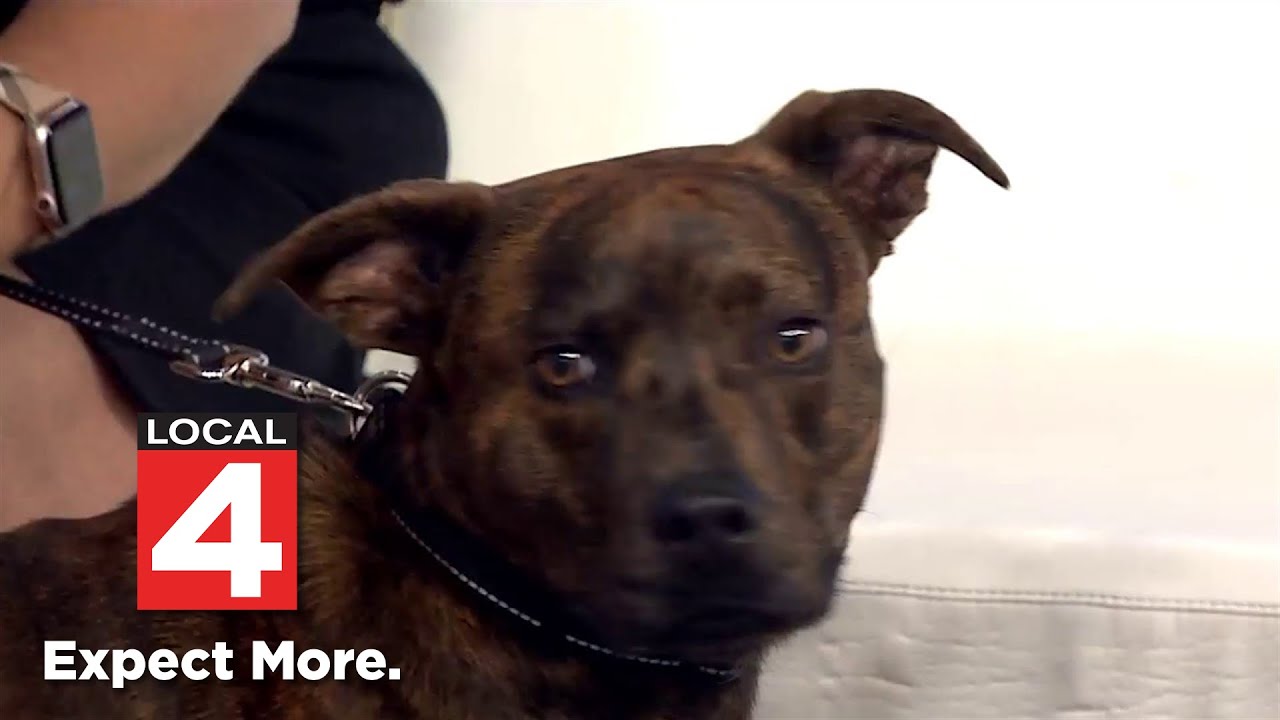 Dog ice cream social 'Bones & Cones' event held in Detroit