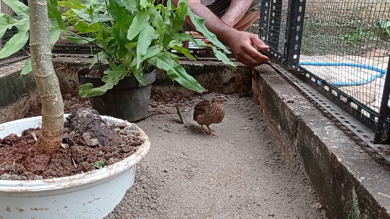 AVIARY SET UP PART #2. PINDAHAN KANDANG BURUNG.
