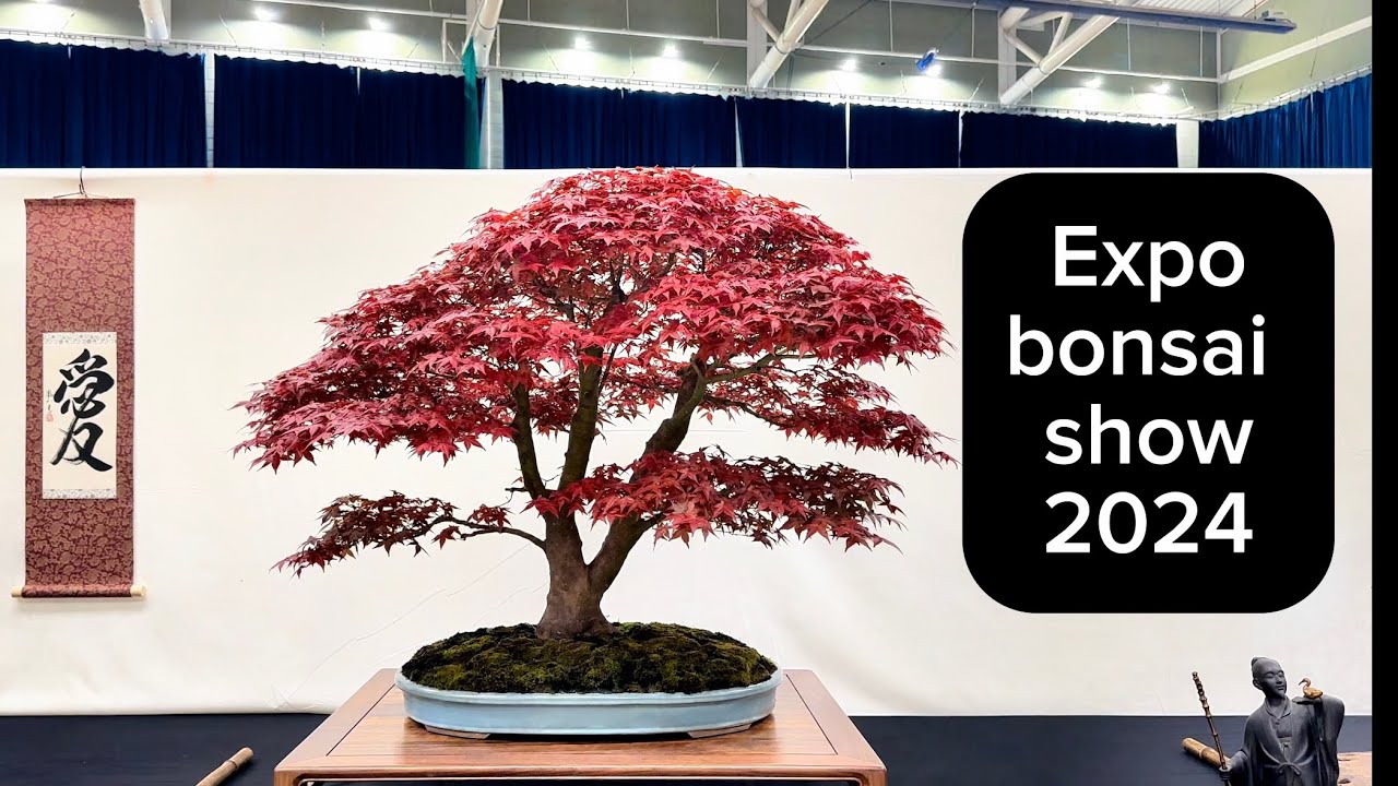 Выставка бонсай Expo 2024 #new #trending #bonsaiuk #bonsaiusa #bonsaijapan #japan