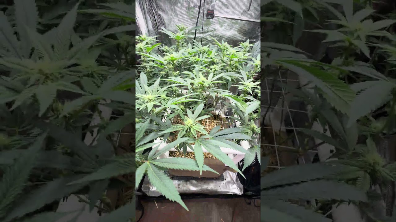 Major Lollipop & Defoliation