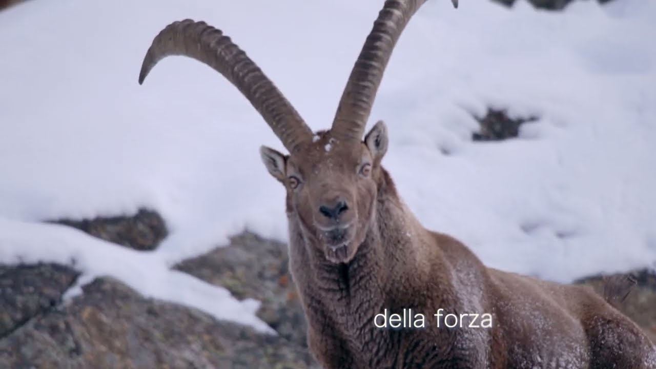 Lo stambecco nel Parco Nazionale Gran Paradiso