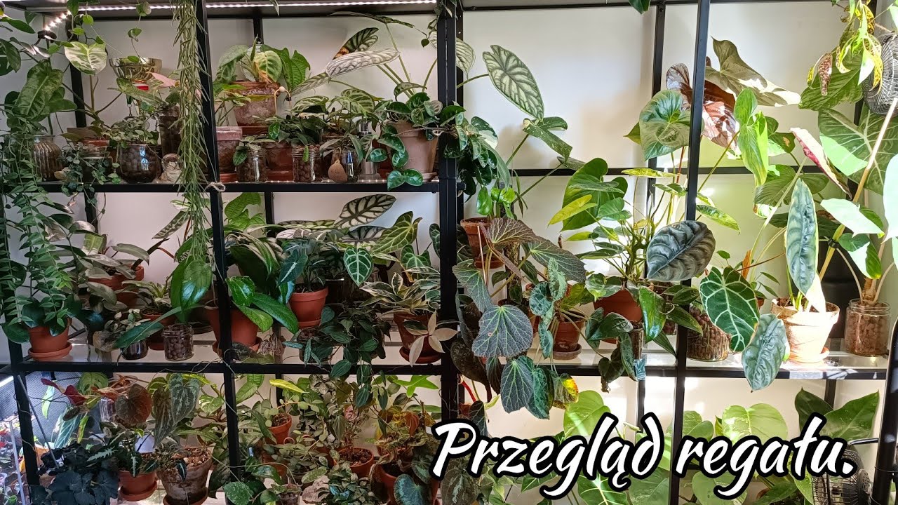 Krótka aktualizacja roślin na moim regale 🌱