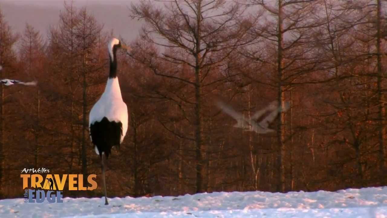 Travels to the Edge: Japan - Red Crowned Cranes