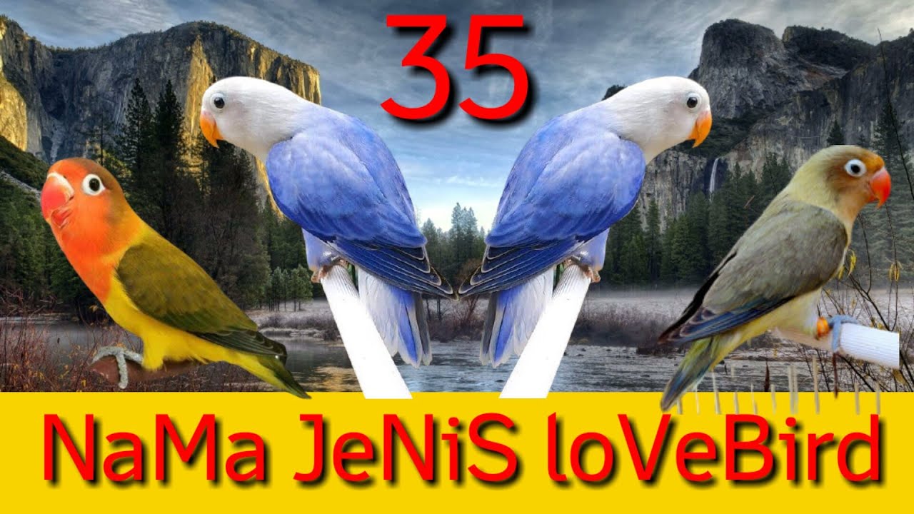 35 nama jenis lovebird berdasarkan warnanya