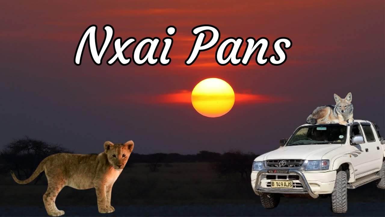 Lions at Sunrise, 3 Nights Camping in Nxai Pan Botswana with Our New 4x4 Hilux