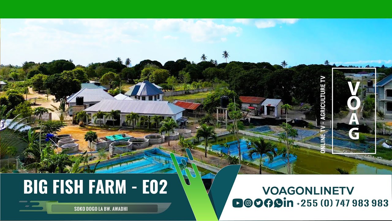 #FAHAMU KUHUSU BIG FISH FARM KIGAMBONI: WAZALISHAJI WA VIFARANGA VYA SATO