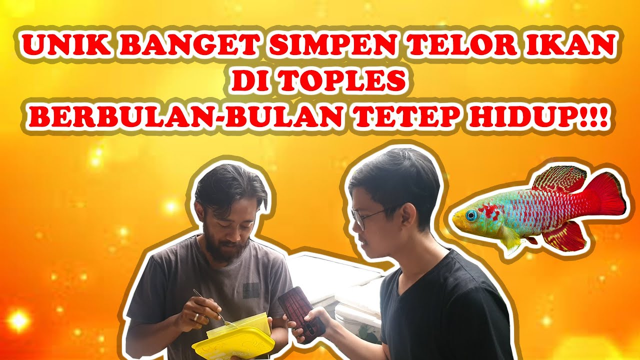 GREBEK FARMNYA SUHU KILLIFISH!!! SEMINGGU BISA RUTIN CETAK SAMPAI RATUSAN EKOR!!!