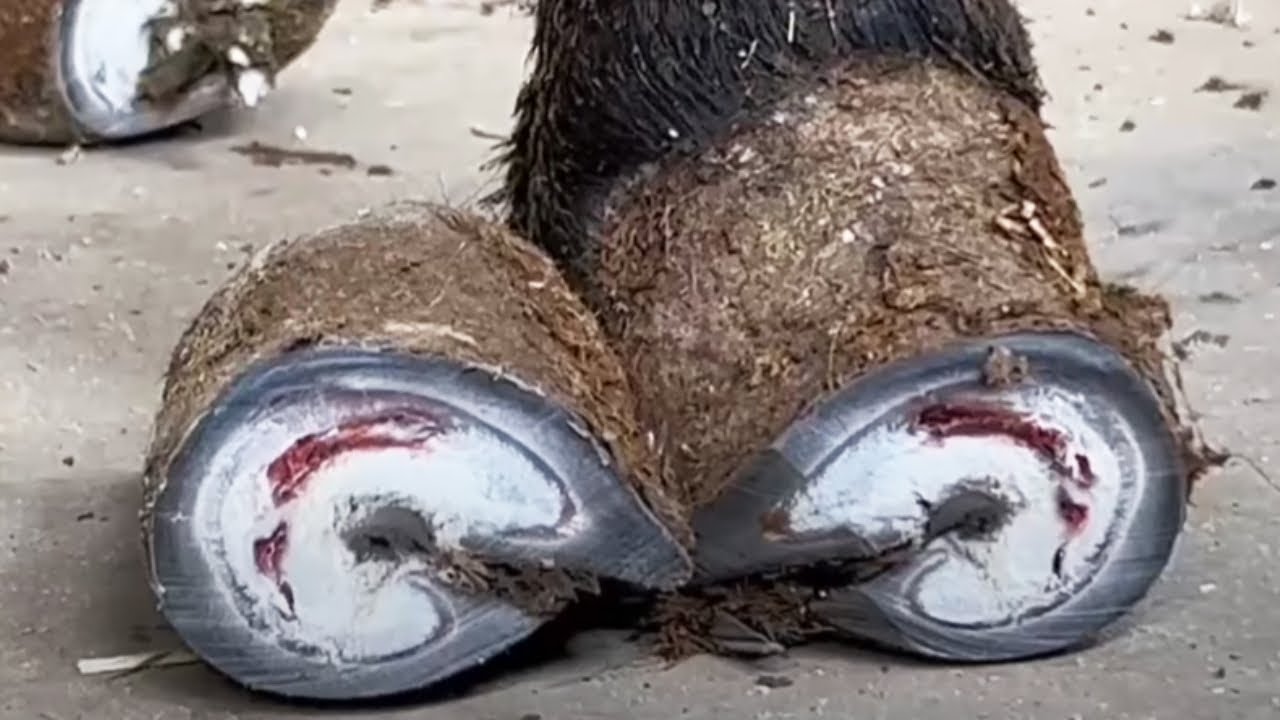 No Matter How Severely Deformed The Donkey's Hoof Is After 3 Years, Cut Off Most Of It!【Asmr Hoof】