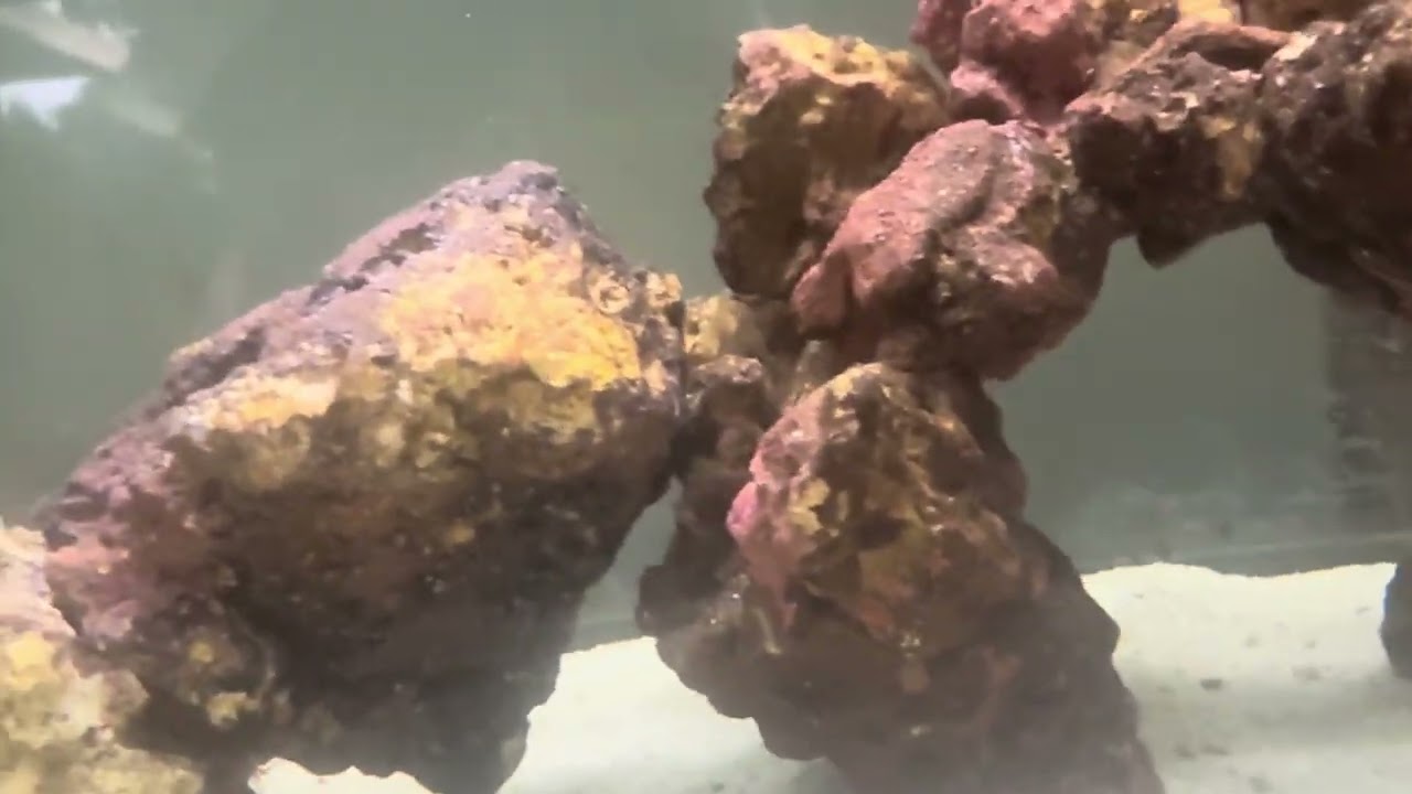 This is an update on the saltwater tank plus fish ￼￼