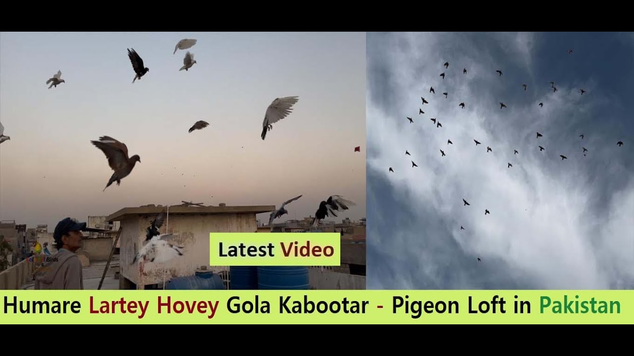 Humare Lartey Hovey Gola Kabootar - Pigeon Loft in Pakistan