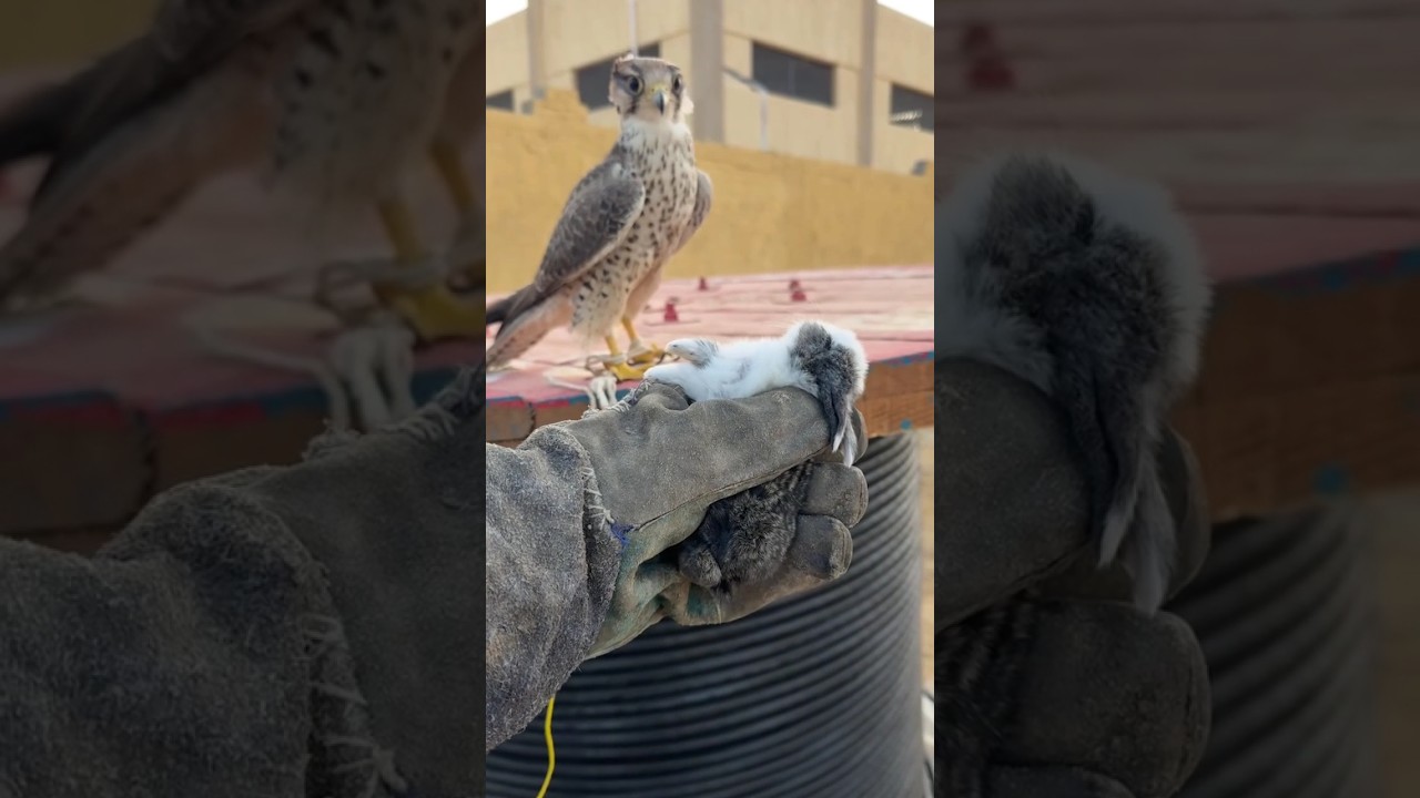 hawk feeding today &hearts;️ #hawk #wildlife #shorts