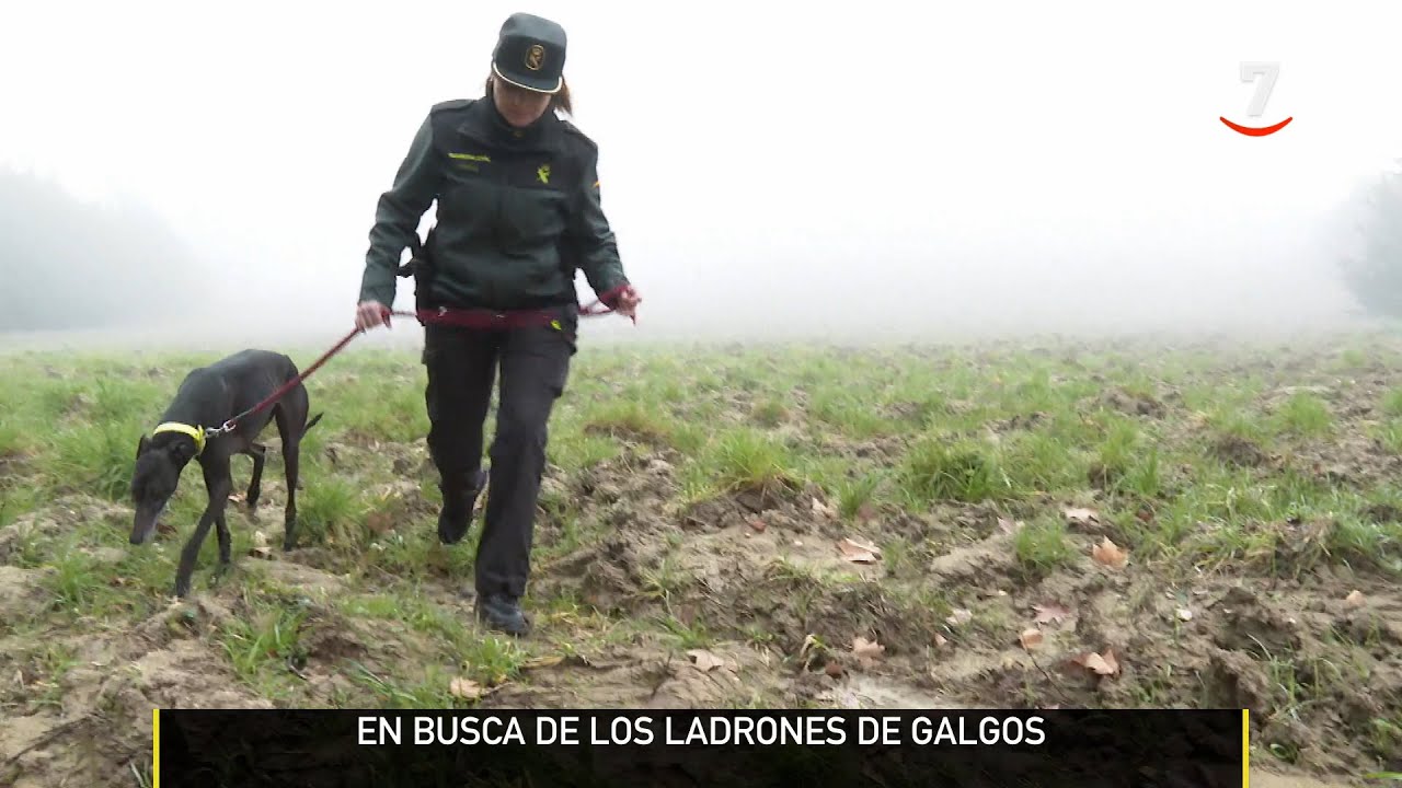 El campo al día (20/02/2024) El equipo Roca Guardia Civil busca los ladrones de galgos en Zamora