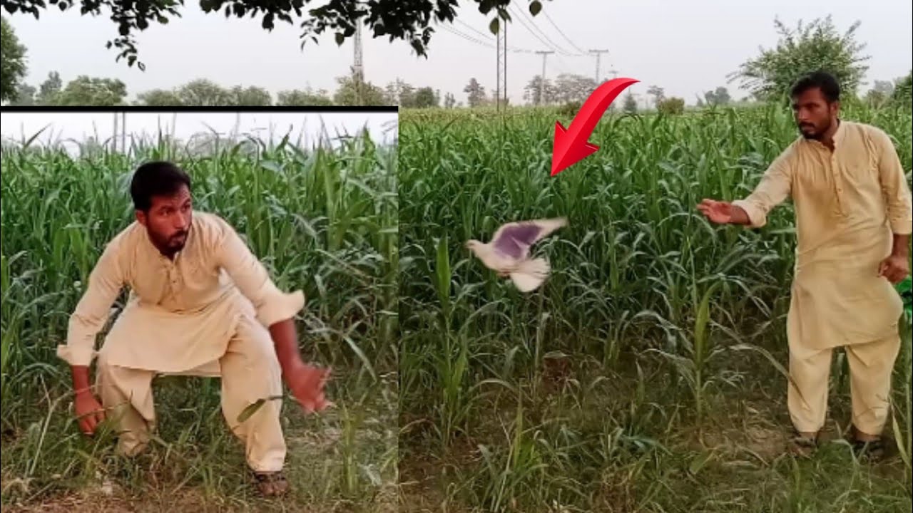 chari mari pigeons | full enjoy outside | dasi vlogs | urdu hindi | by faisalabad pigeon
